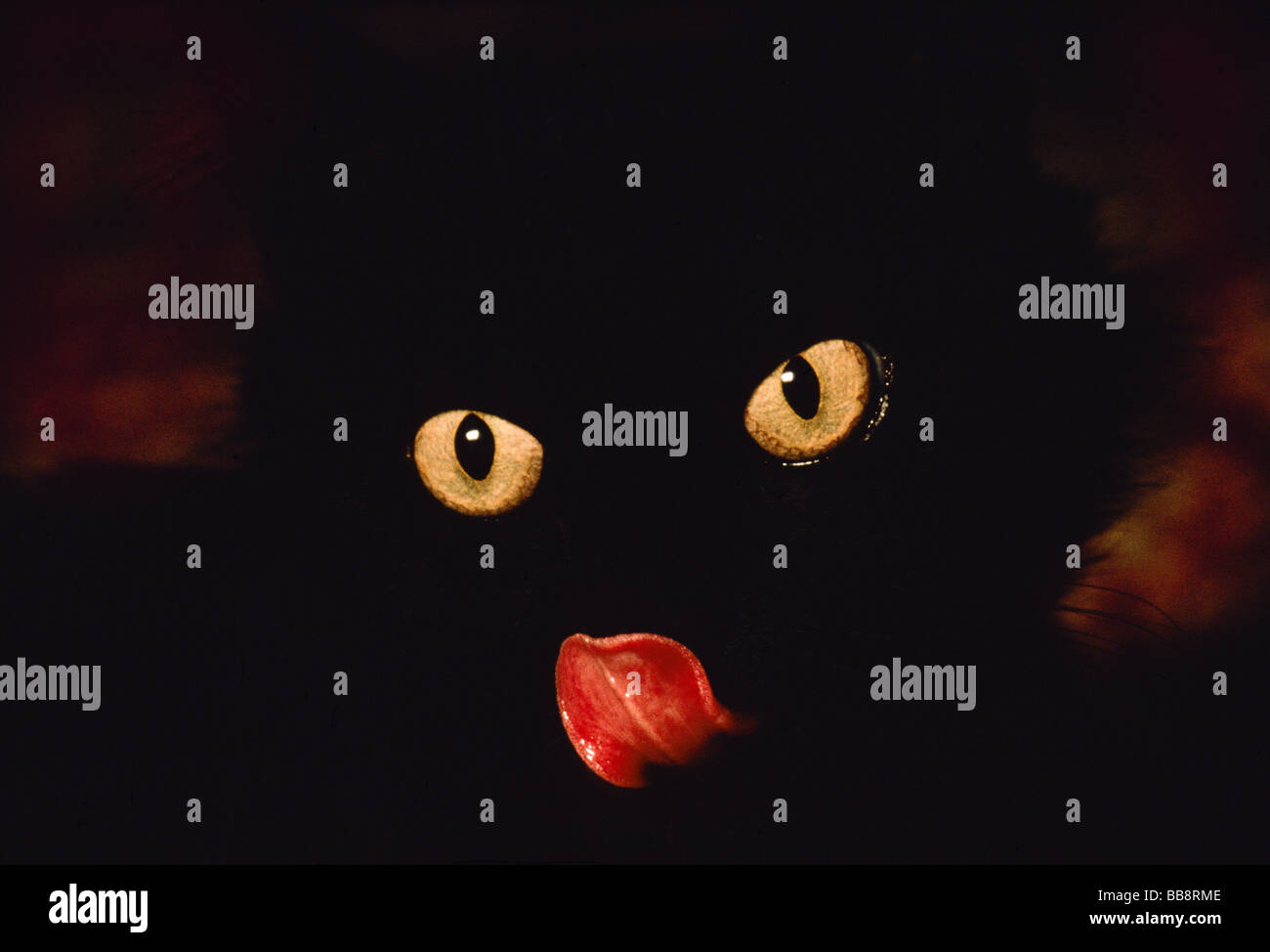 Black Cat licking her chops Stock Photo Alamy