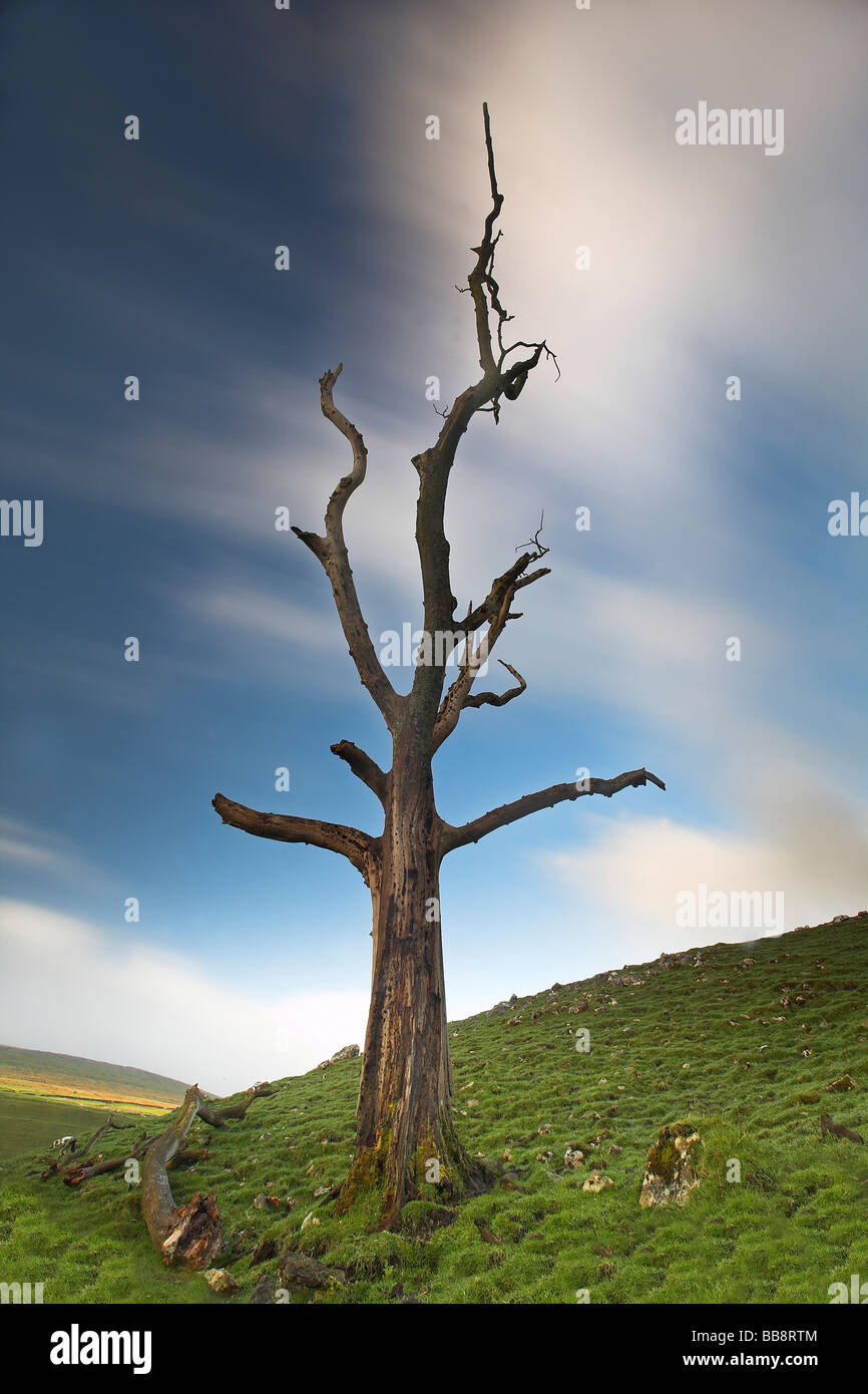 Dead tree (A victim of Dutch Elm Disease) with motion blurred sky at Littondale in The Yorkshire Dales National Park UK Stock Photo