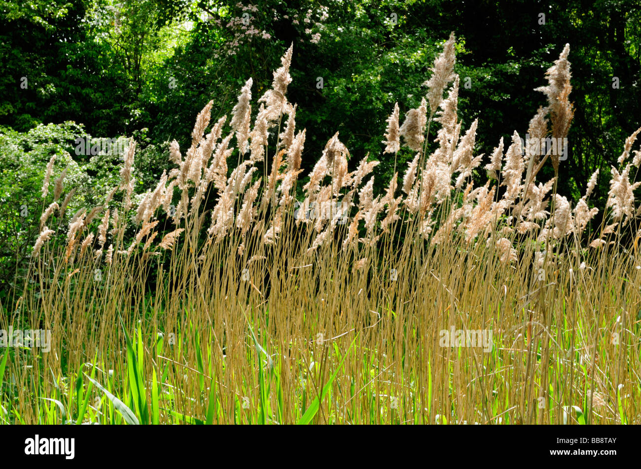 Common Reeds, Fowlmere RSPB reserve Cambridgeshire England Uk Stock Photo