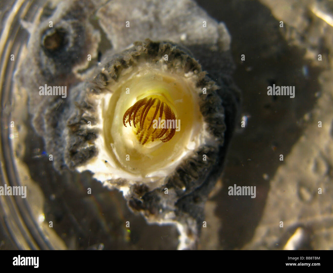 Barnacle Cryptolepas rhachianecti Grey Whale Gray Whale Eschrichtius robustus Seepocke Grauwal ectoparasite whale skin in vitro Stock Photo