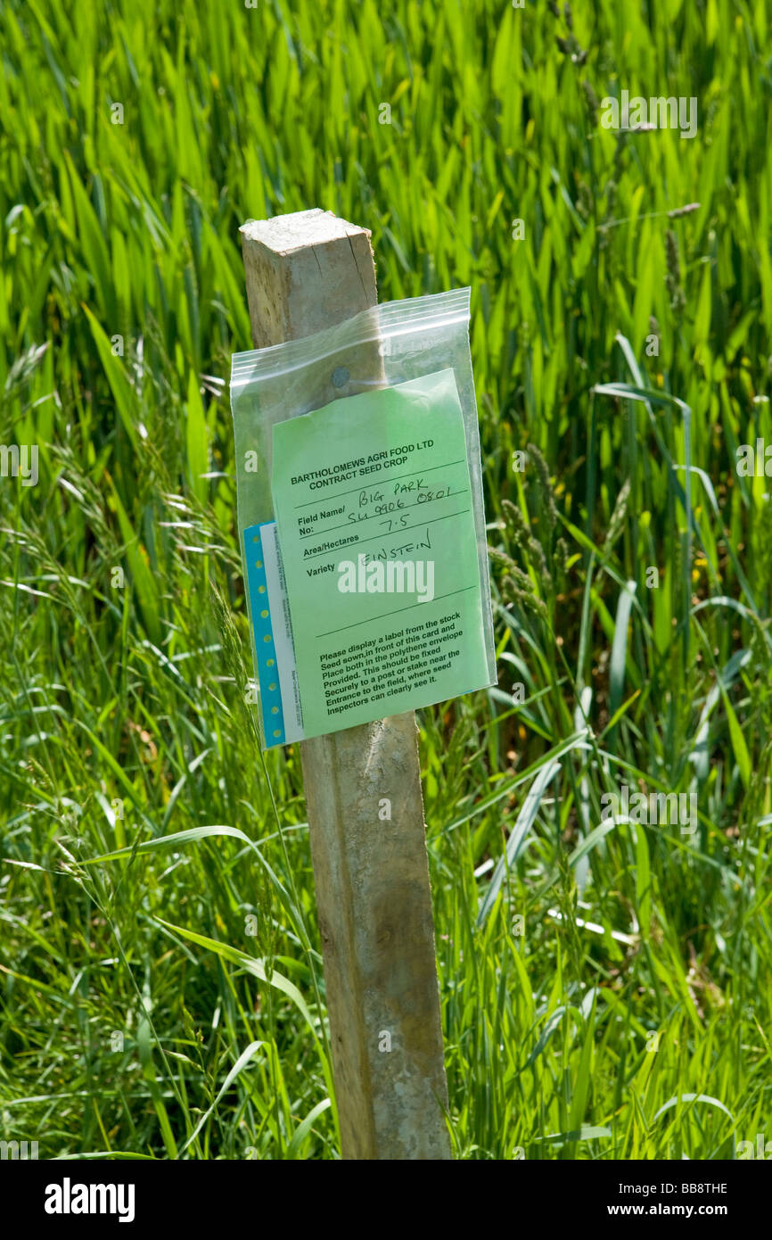 Wheat Crop ID Label for Variety Einstein at the edge of wheat field in West Sussex, UK Stock Photo