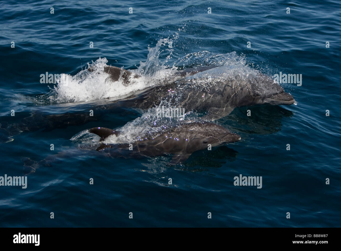 Bottlenose Dolphin tursiops truncatus Großer Tümmler mother and calf pair Sea of Cortez Baja California Mexiko Stock Photo