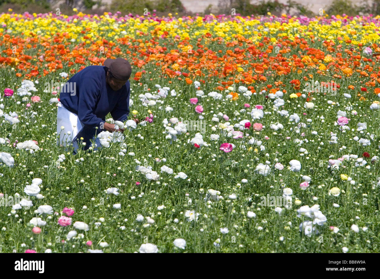 How to harvest ranunculus hires stock photography and images Alamy