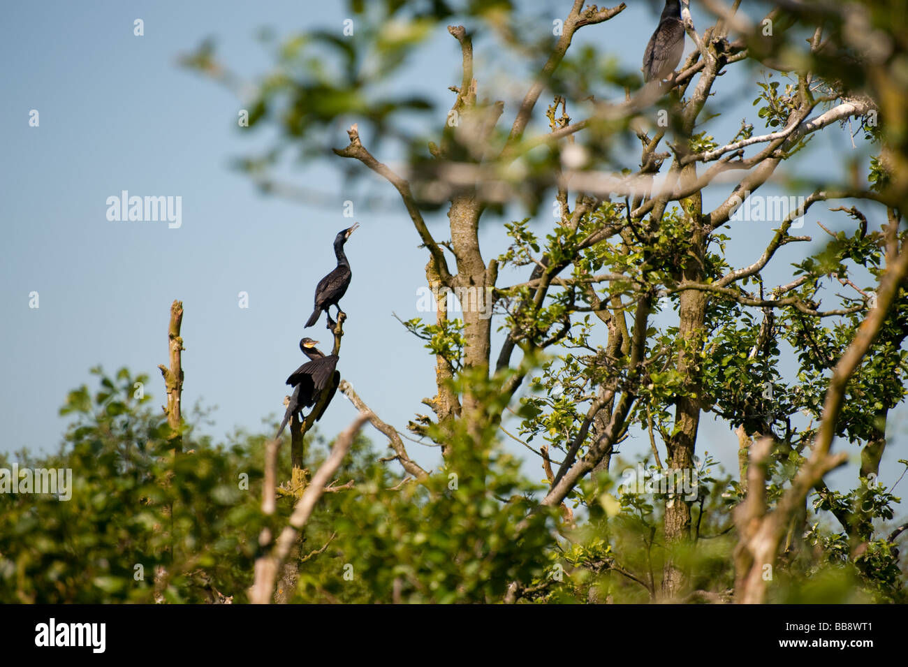 Young cormorants in tree landscape Stock Photo - Alamy