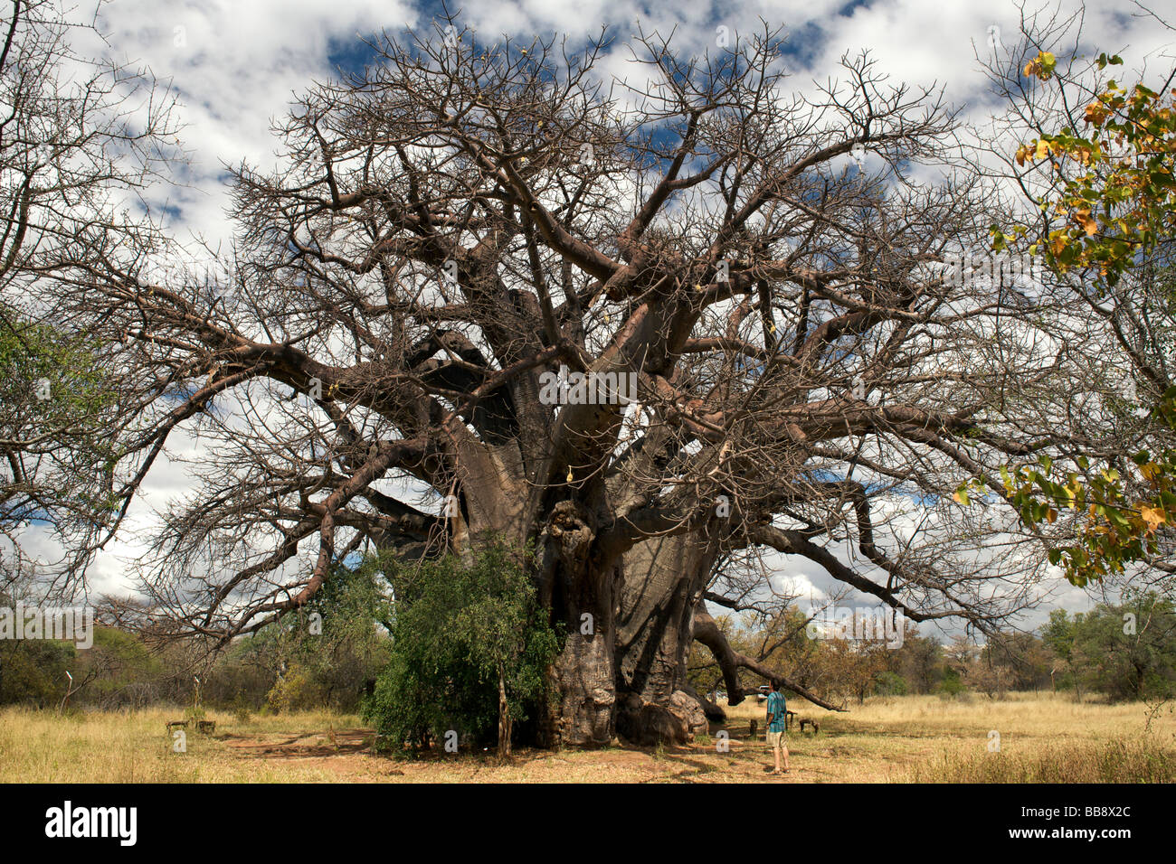 A man is dwarfed by the Big Tree a 3000 year old Baobab tree in Limpopo Province, South Africa. Stock Photo