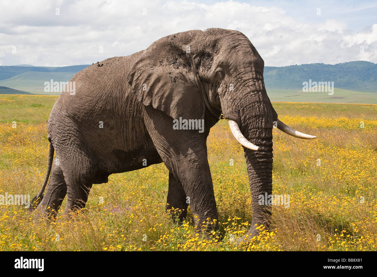 Bull elephant amongst flowers Ngorongoro Crater Tanzania Stock Photo
