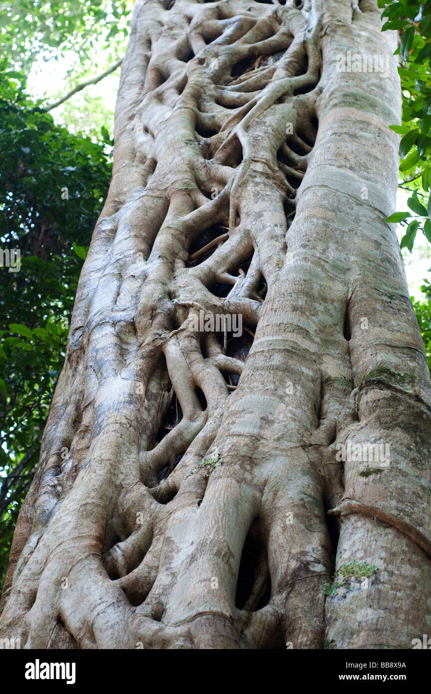 Strangler Fig Tree Coffs Harbour Region Nsw Australia Stock - 