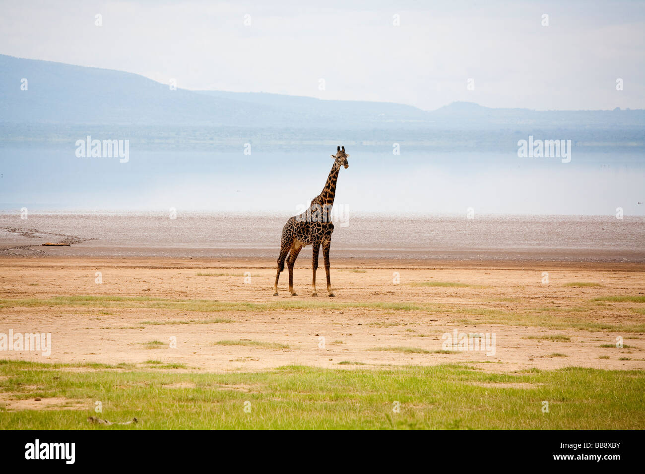 Bull giraffe by Lake Manyara Tanzania Stock Photo