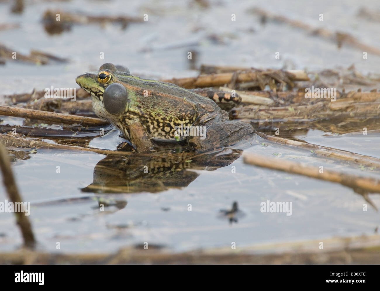 Marsh Frog (Rana ridibunda) croaking on the Somerset Levels Stock Photo