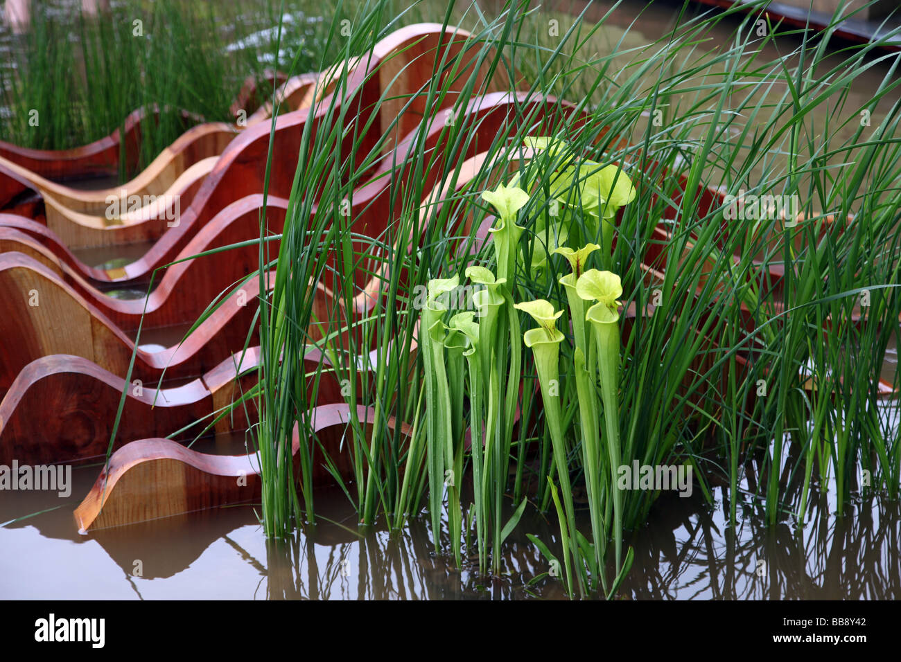 Pitcher plants in the Foreign Colonial Invenstments Garden designed by Thomas Hoblyn for the RHS Chelsea Flower Show 2009 Stock Photo