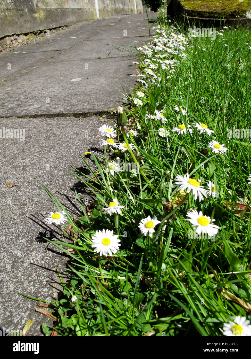 Path Grass Border High Resolution Stock Photography and Images - Alamy
