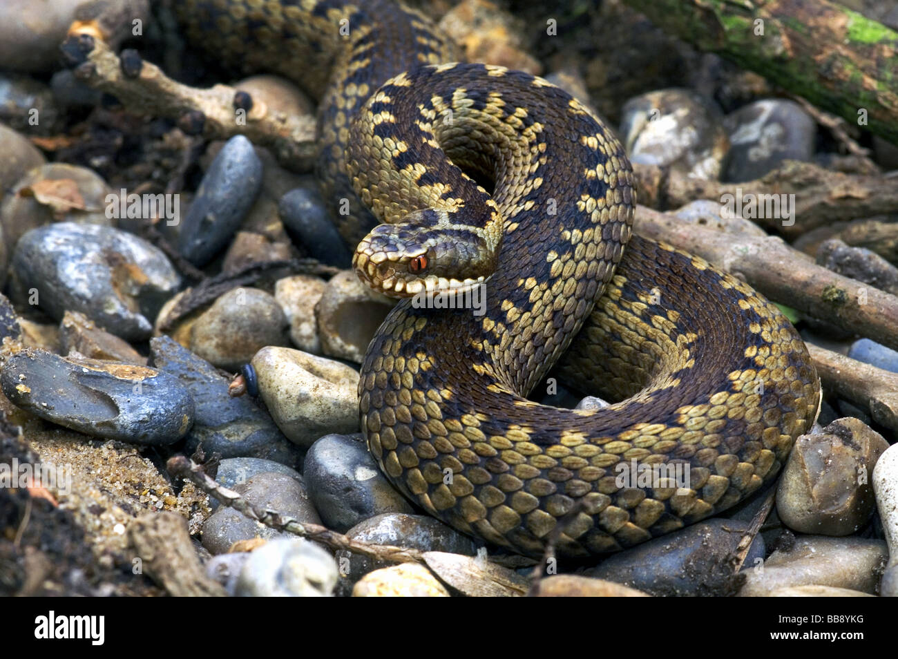 Reptiles;Snakes;Adder;'Vipera berus'; Gravid [ pregnant ] female on river stones. Stock Photo