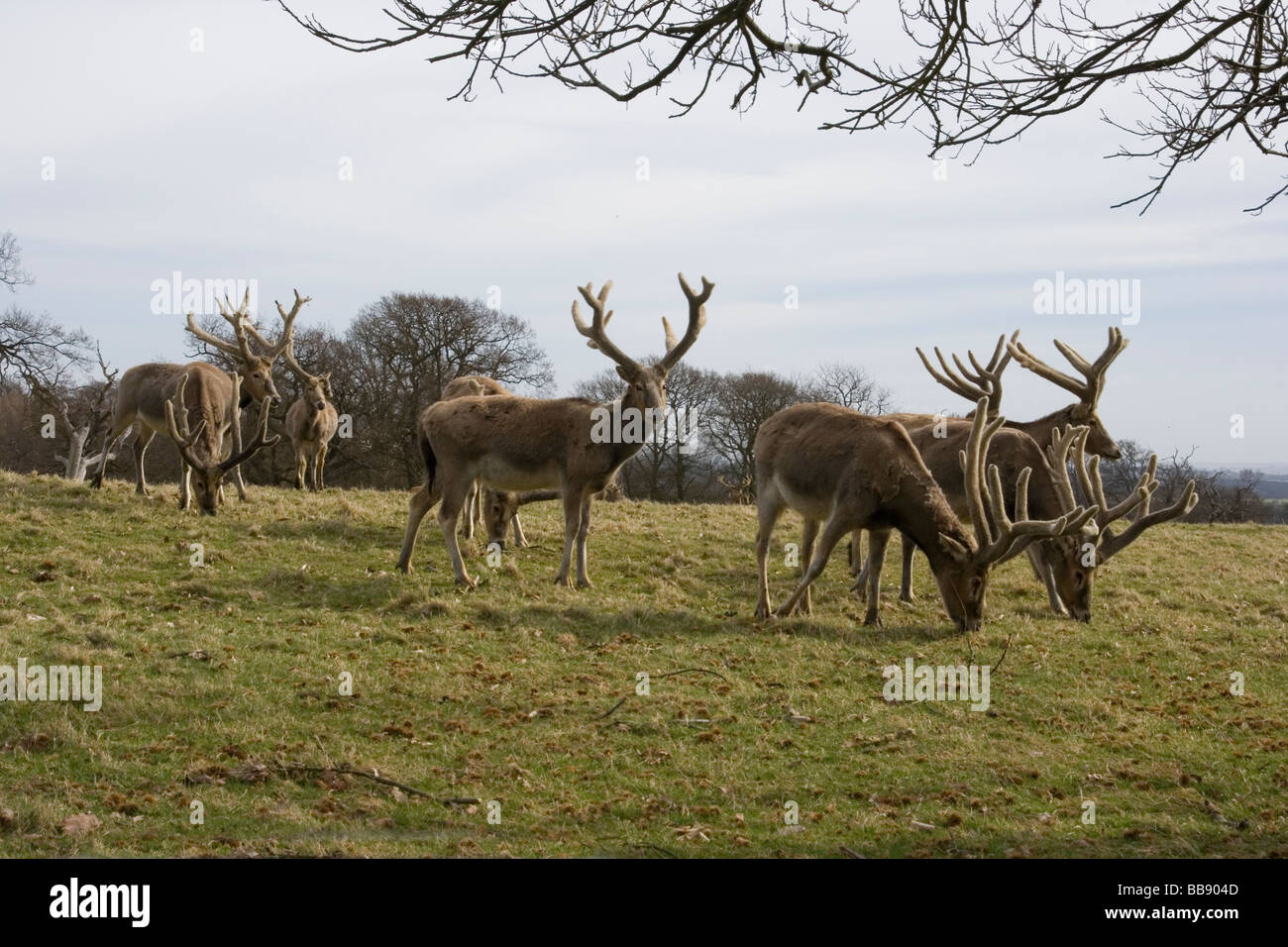 Woburn deer park Stock Photo