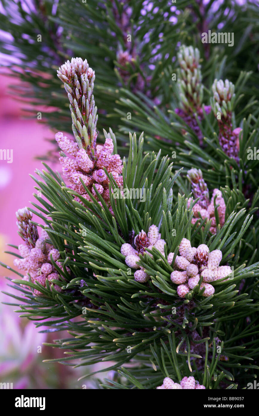 Trees;Dwarf Pine Tree;Mugo Mughus;Female flowers[Light brown],Male flowers almost white. Stock Photo