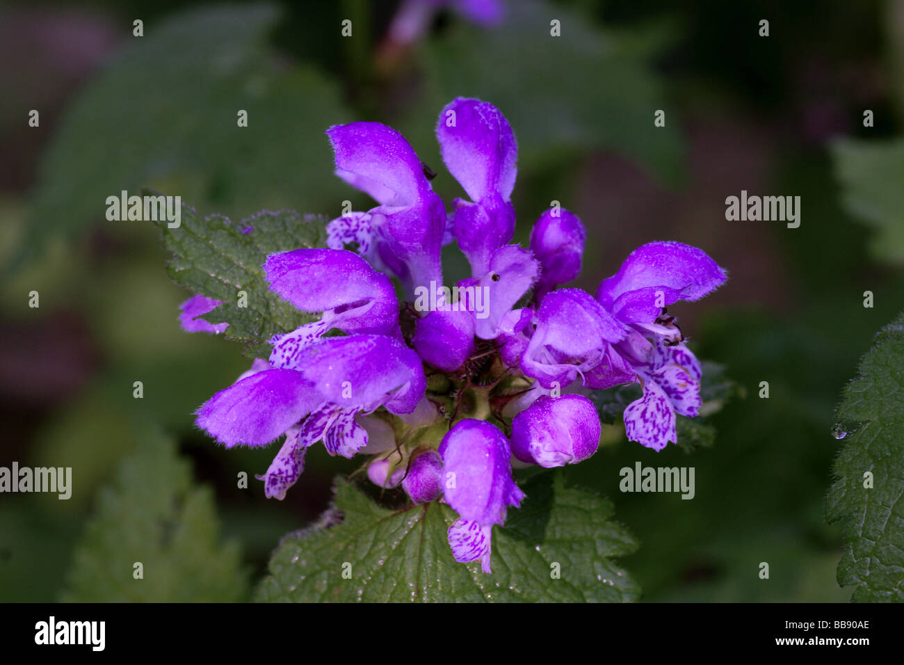 Flowers;Large Self-heal; 'Prunella grandiflora' ;Head of a flower stem. Stock Photo
