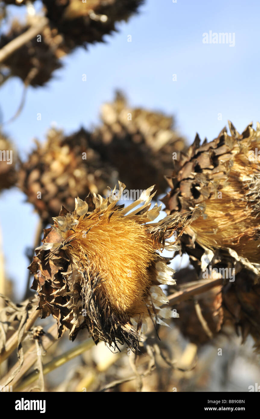 Withered dry cardoon plants Stock Photo