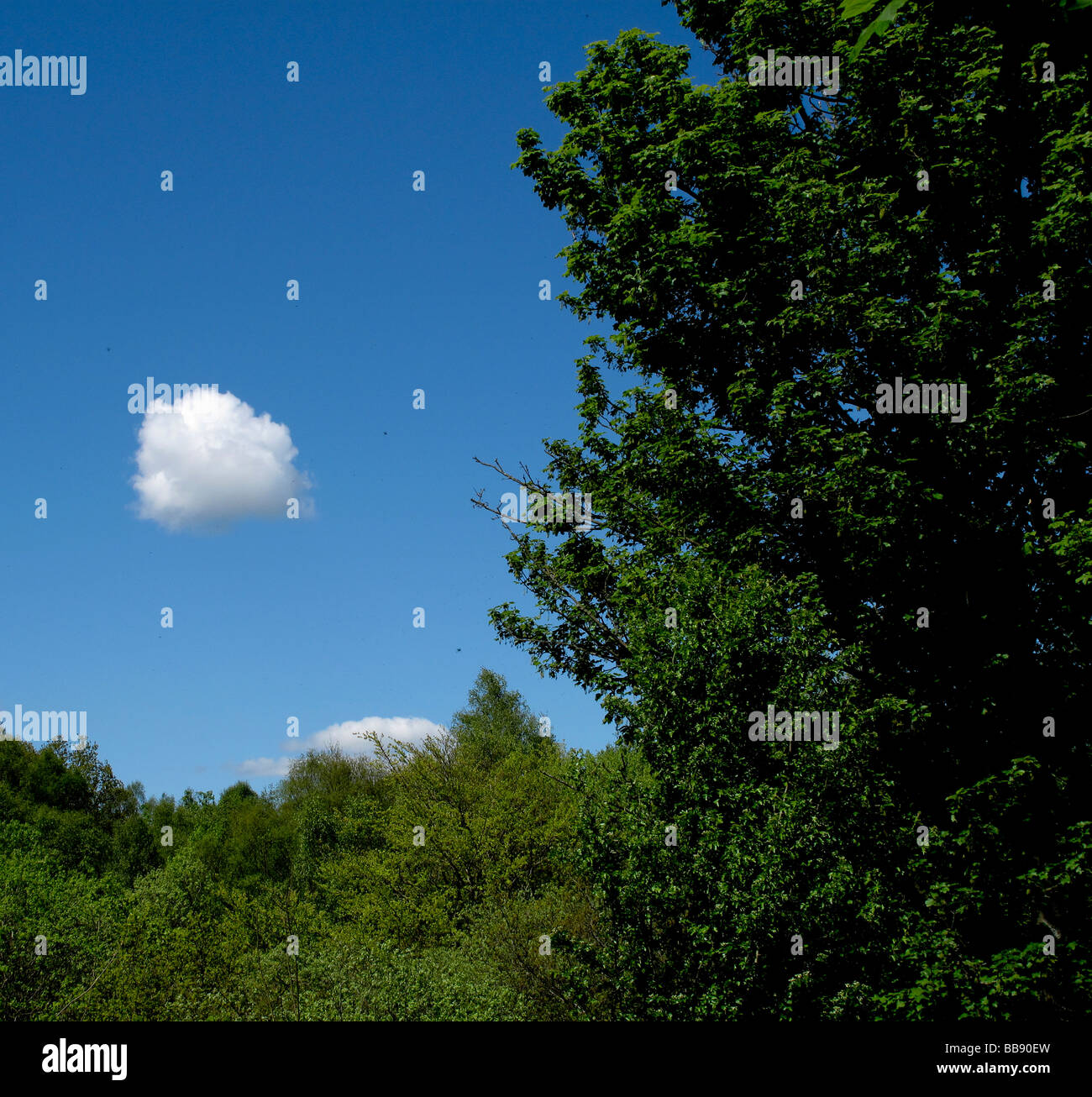 Cloud in blue sky with tree Stock Photo - Alamy