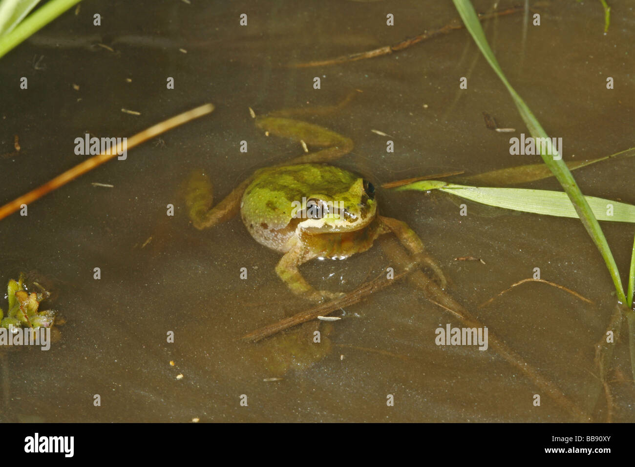 Pacific Tree Frog Stock Photo