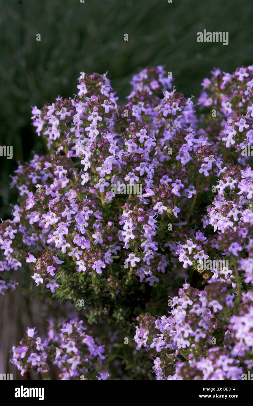 Herbs;Garden Thyme; 'Thymus vulgaris'; Clump in flower Stock Photo Alamy