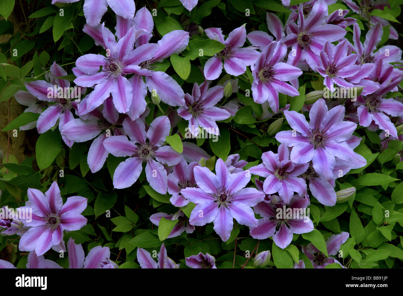 Plants;Climbers;Clematis cv. Nellie Moser.Group of  flowers. Stock Photo