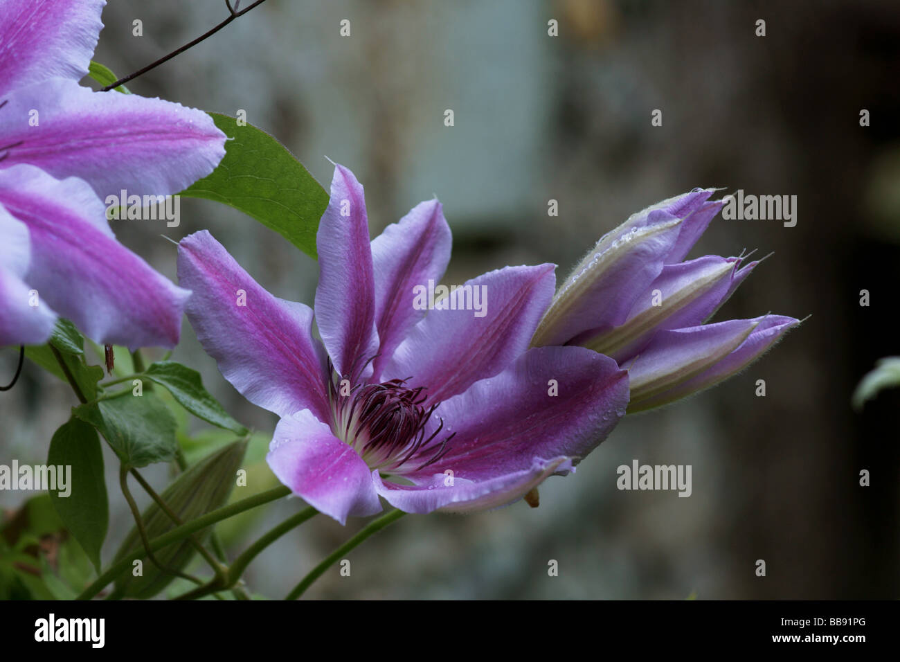 Plants;Climbers;Clematis cv. Nellie Moser.Two flowers. Stock Photo