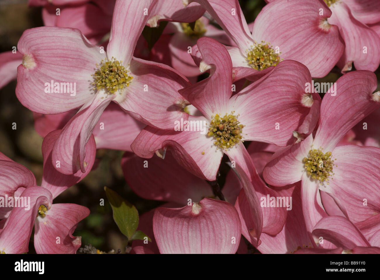 Plants;Trees;Flowering Trees;Cornus florida. Clump of Flowers. Stock Photo