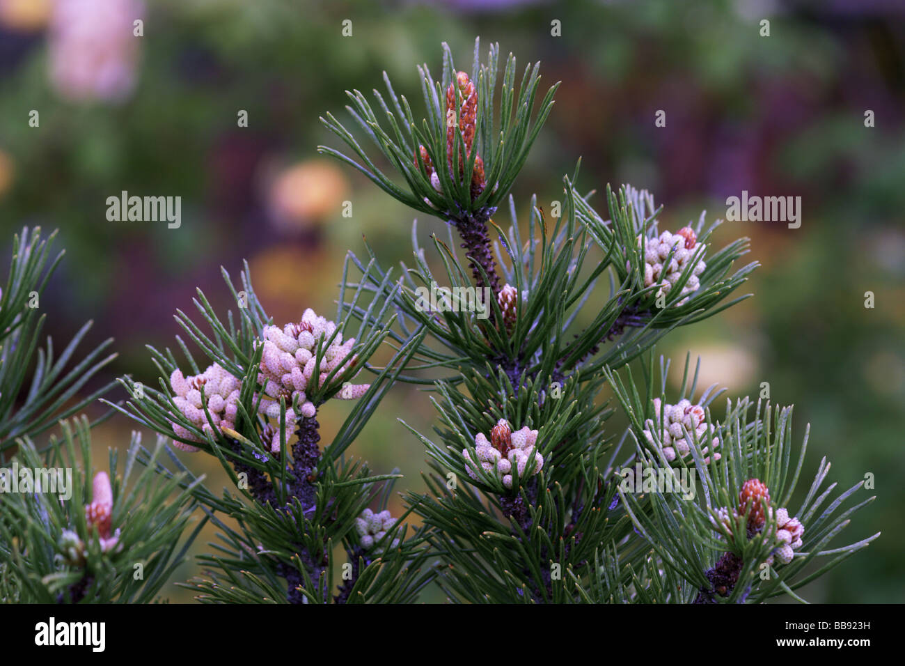 Trees;Dwarf Pine Tree;Mugo Mughus;Female flowers[Light brown] and male flowers almost white. Stock Photo