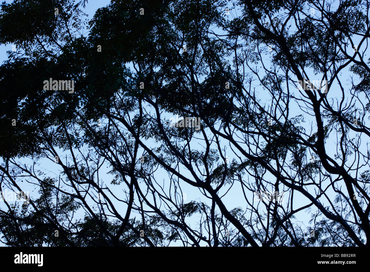 A close up view of a tree in Tainan, Taiwan. Stock Photo