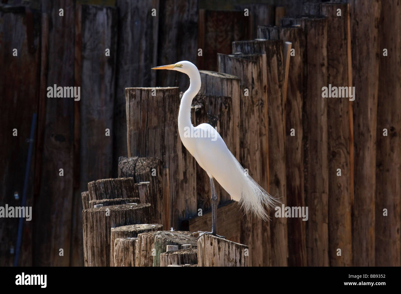 White Egret Stock Photo