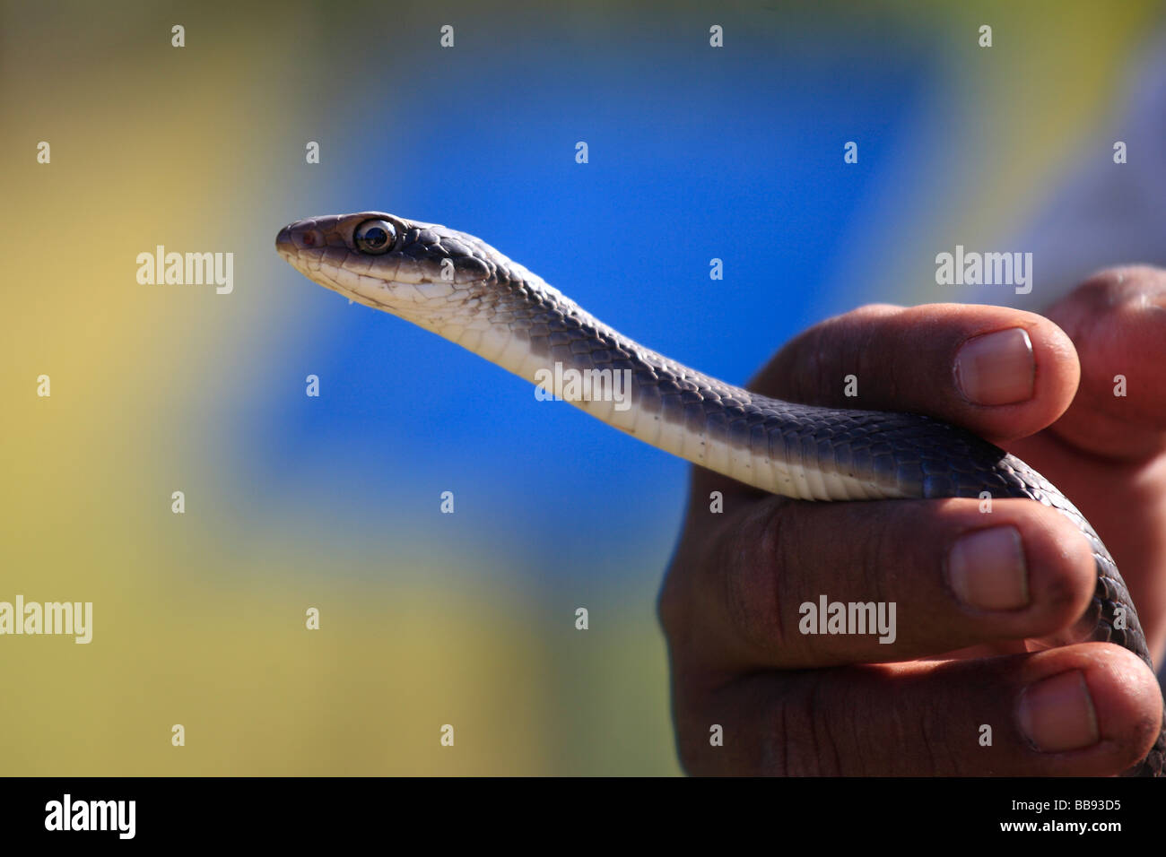 Close up photo of a Florida 'Black Racer' snake being held. Stock Photo