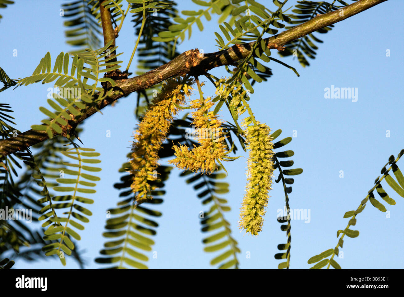 Honey Mesquite (Prosopis glandulosa) flowers, Arizona, USA Stock Photo