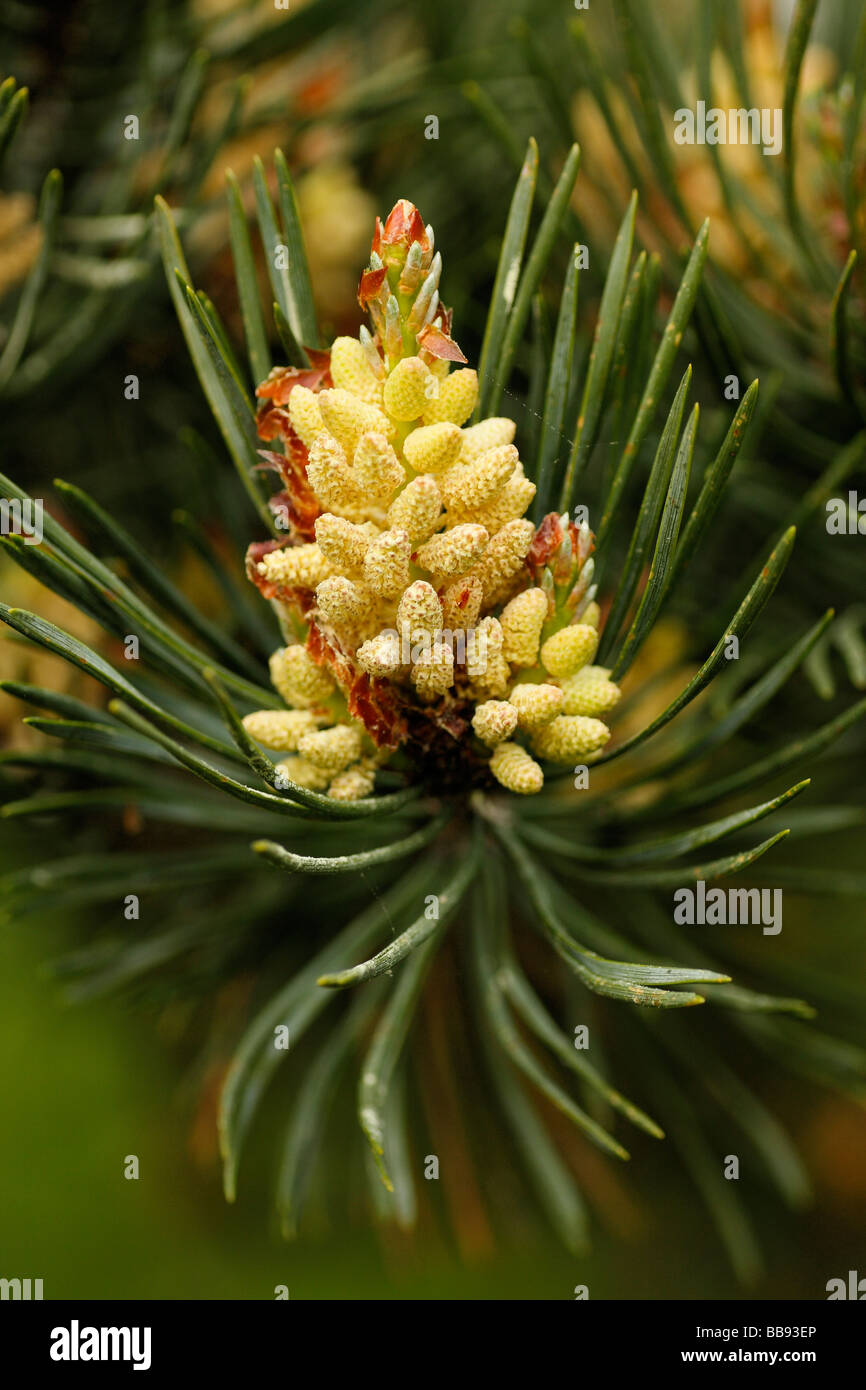 Pine Tree Flowers Stock Photo
