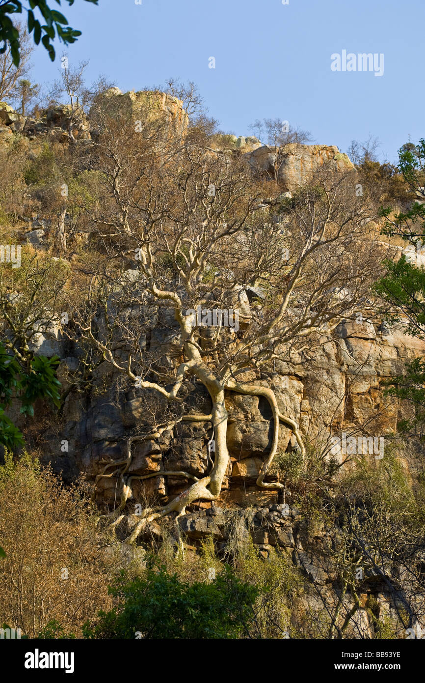Rock Fig Tree clinging the cliff face, Erasmus Pass, Blyde River, South Africa Stock Photo