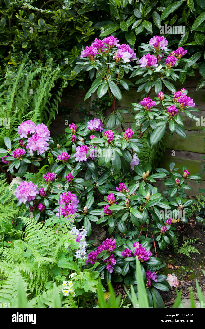 Purple rhododendron in garden Stock Photo - Alamy