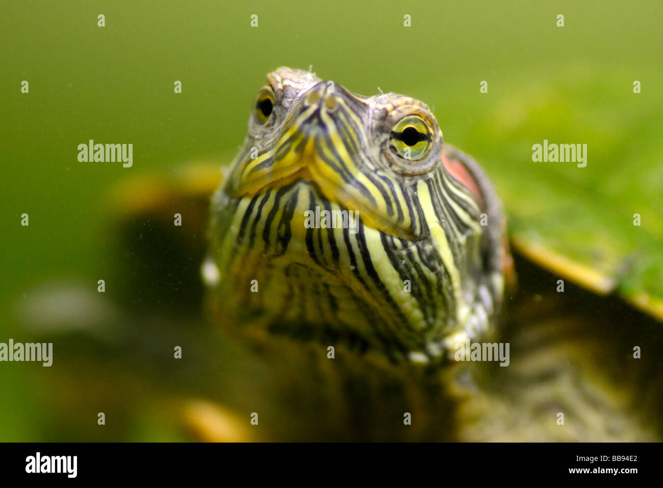 https://c8.alamy.com/comp/BB94E2/red-eared-slider-turtle-underwater-trachemys-scripta-elegans-eyes-BB94E2.jpg