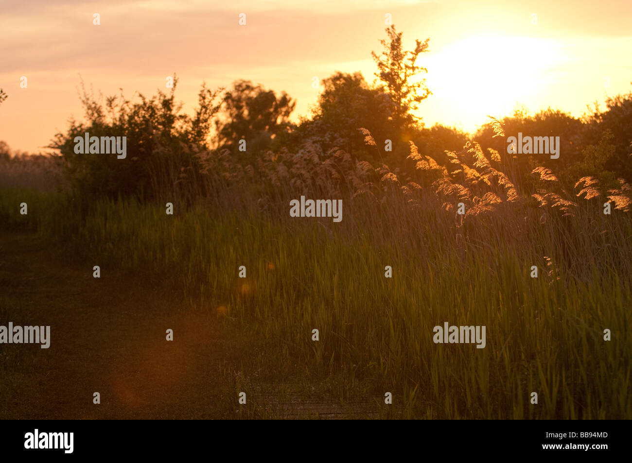 sunset over reeds with flare Stock Photo