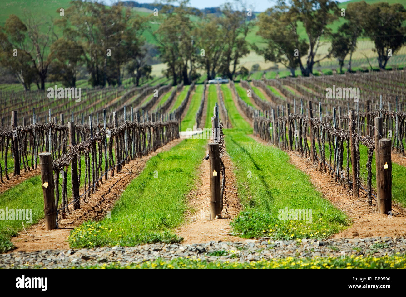Rows of grapevines at the Jacobs Creek winery.  Barossa Valley South Australia AUSTRALIA Stock Photo