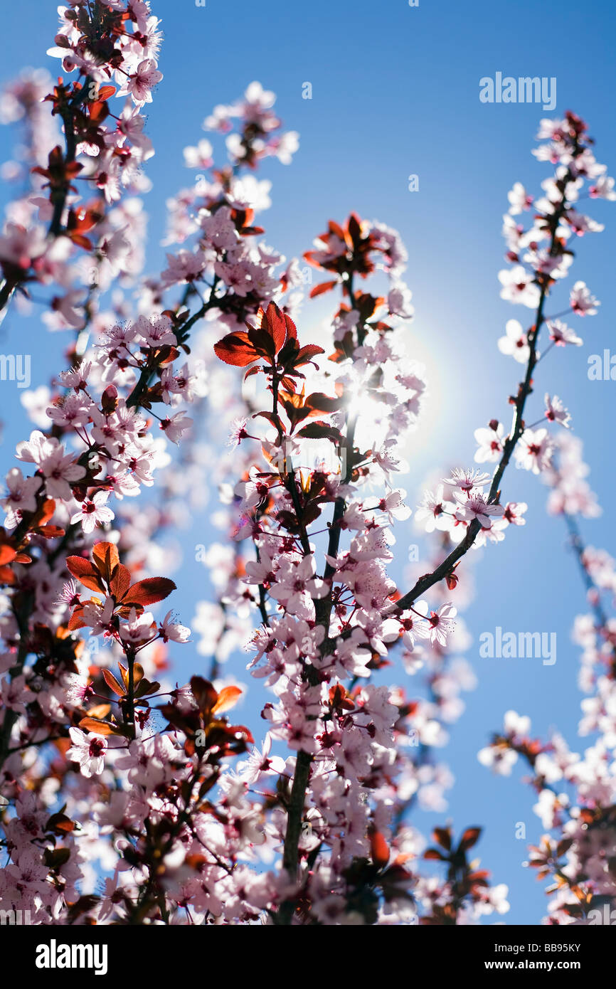 Cherry blossoms in bloom Stock Photo Alamy