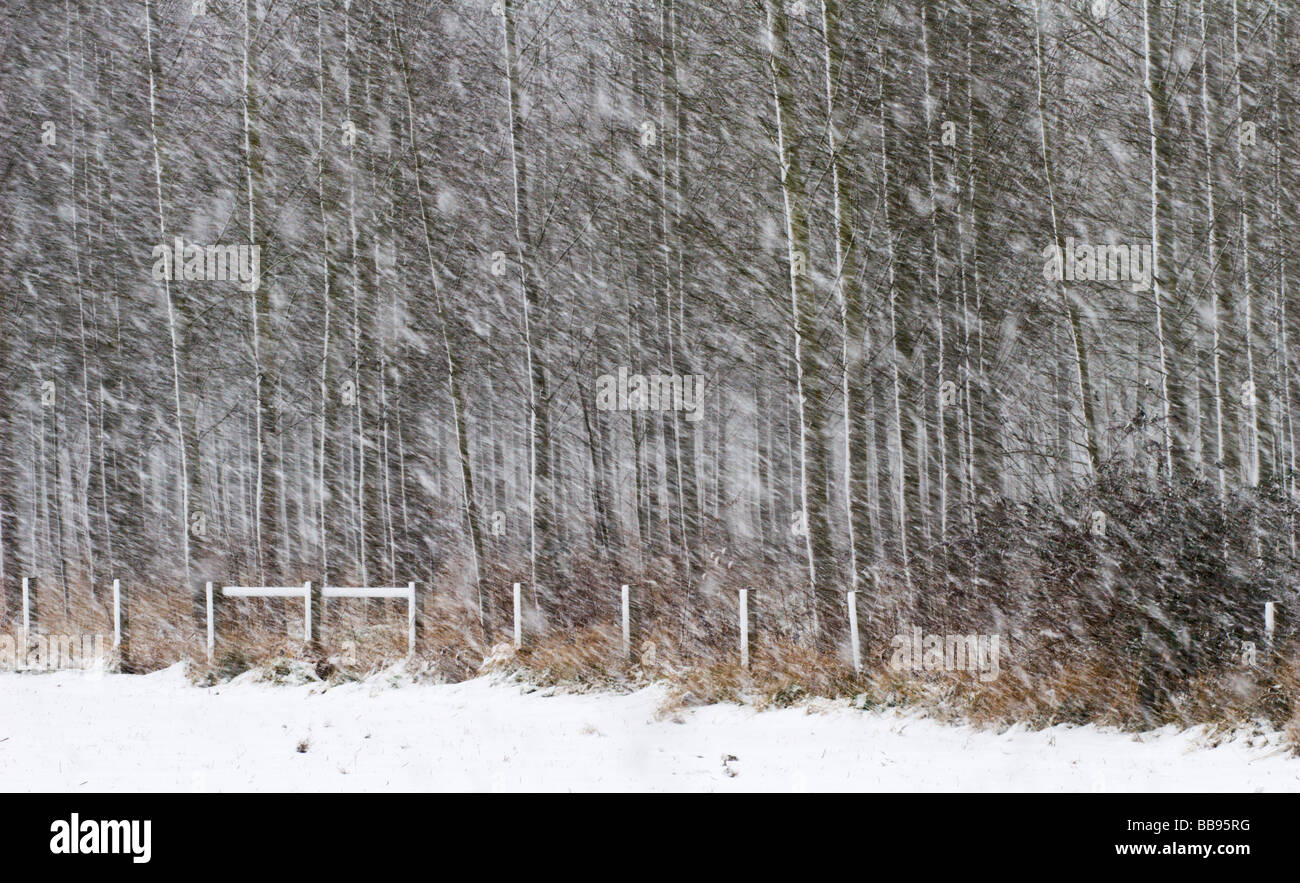 Softly falling snow onto a field in front of a fence and plantation of trees Stock Photo