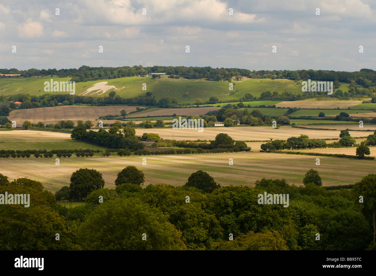 Farm land and wheat fields between Ivinghoe and Whipsnade. Whipsnade zoo and lion in the background. Stock Photo