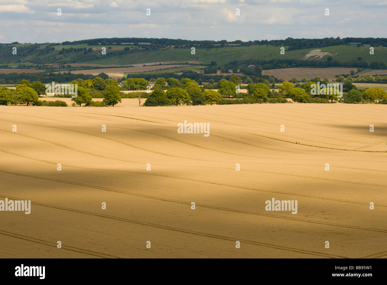 Rolling wheat fields with Chiltern hills and Whipsnade lion in the distance Stock Photo
