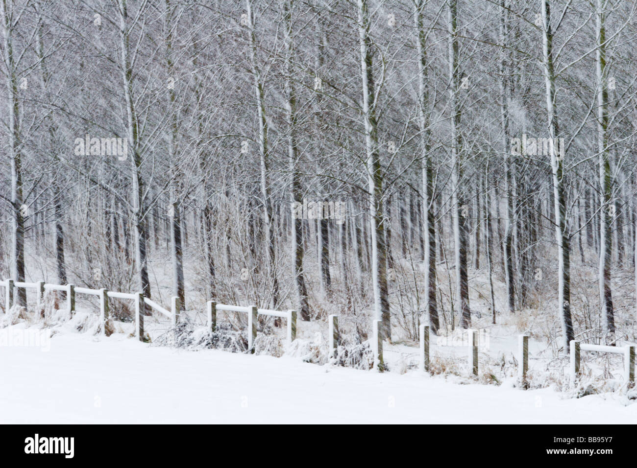 Softly falling snow onto a field in front of a fence and plantation of trees Stock Photo