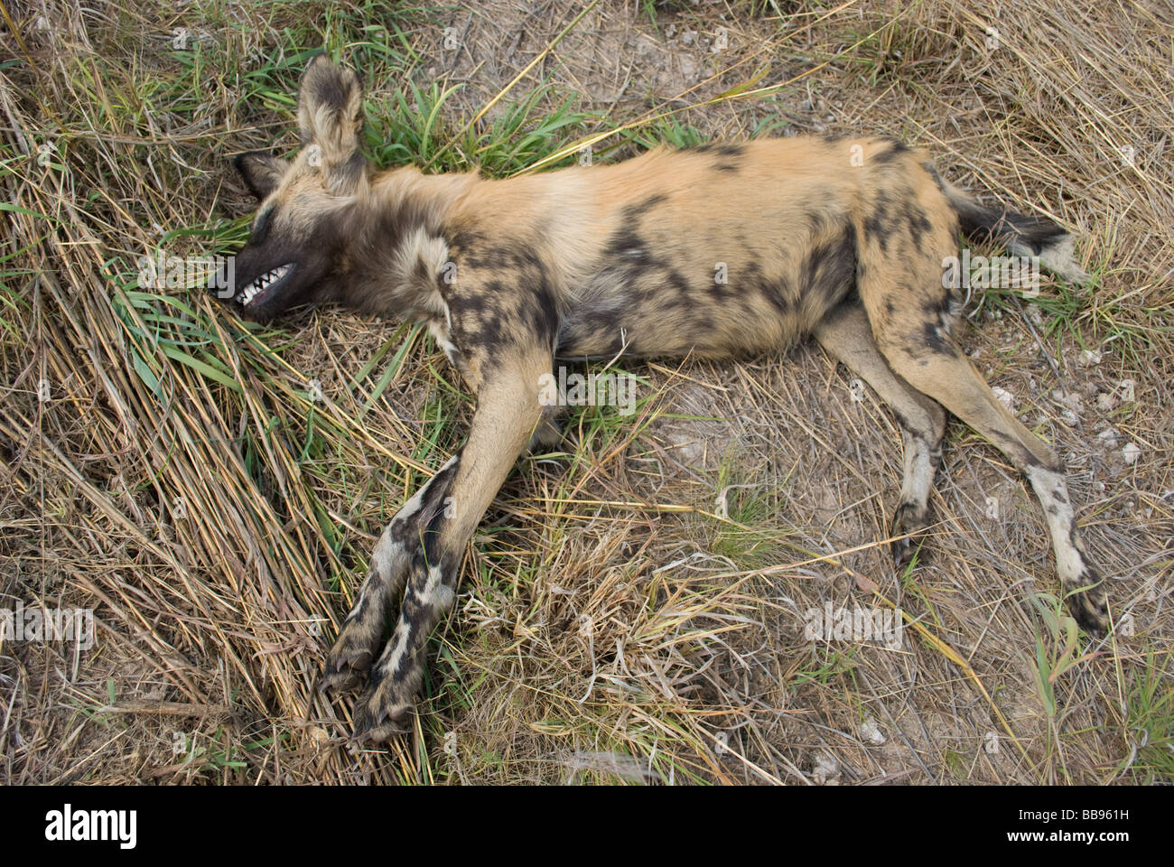 A dead African Wild Dog killed by a lorry in the western Caprivi, Namibia Stock Photo