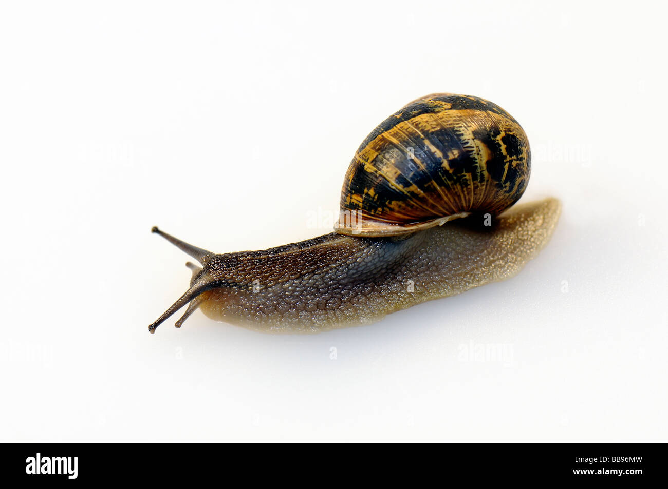 Garden Snail - Helix aspersa Stock Photo