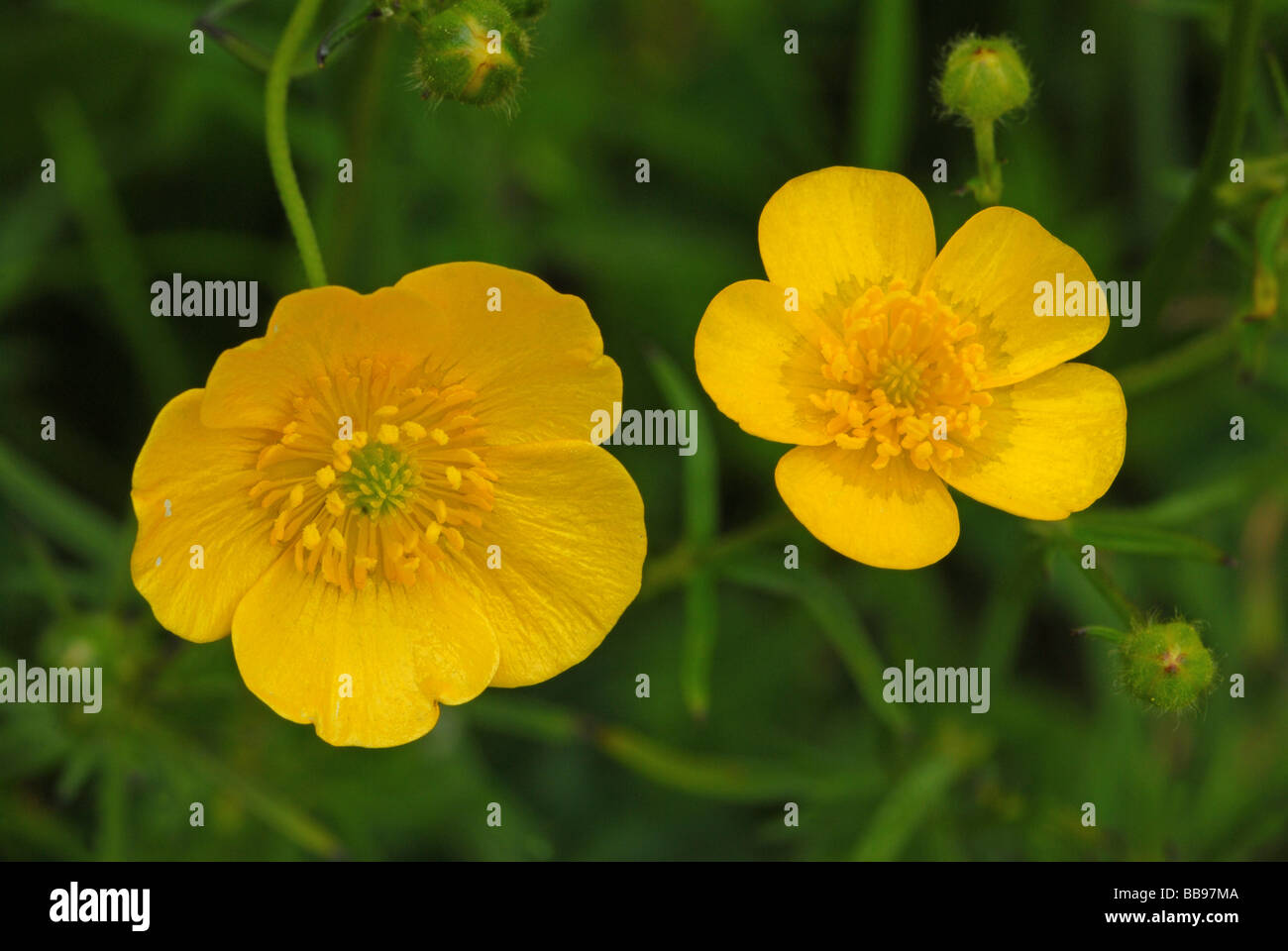 A profusion of Buttercups Stock Photo