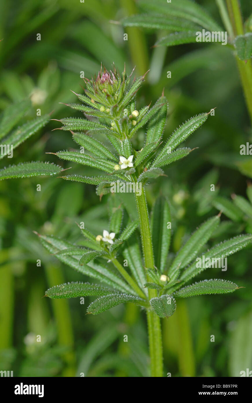 Cleavers hires stock photography and images Alamy