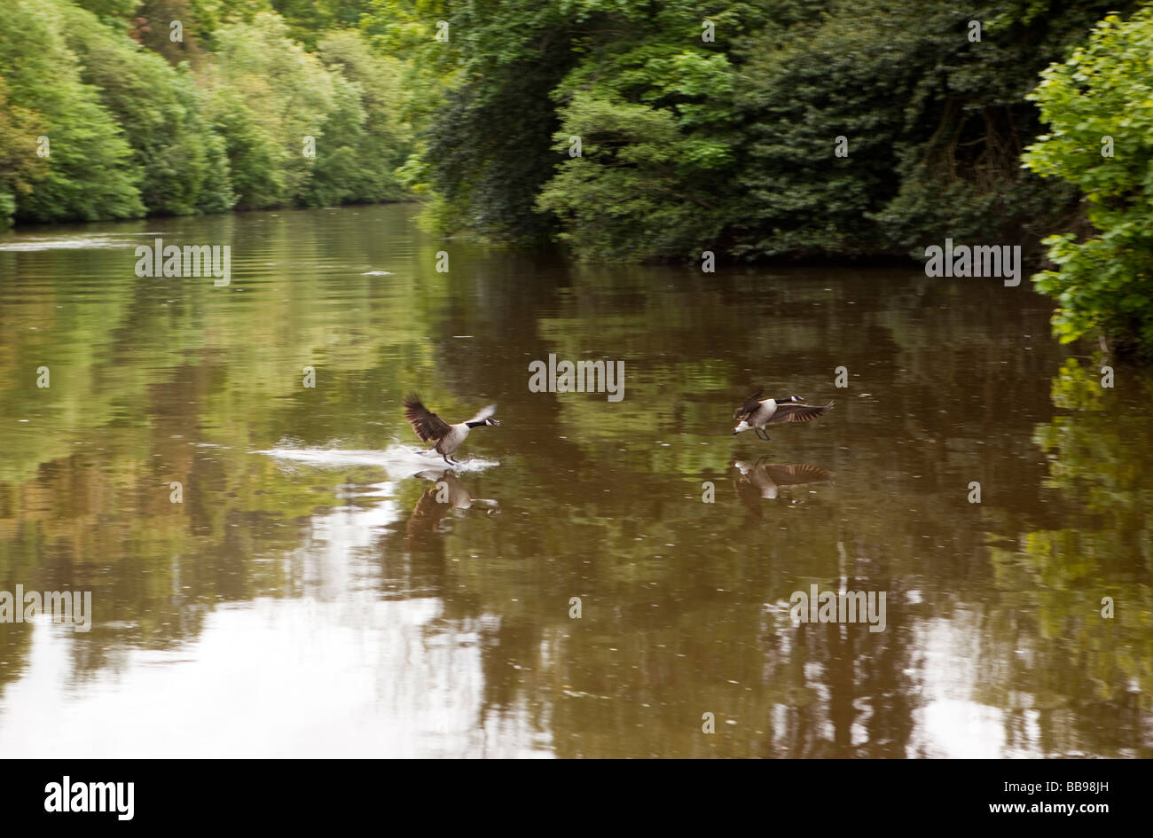 England Berkshire Cookham Lock two Canada Geese landing on River Thames Stock Photo