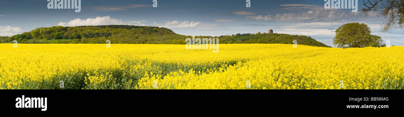 Panoramic Image of Rapefields Below the Peckforton Hills in central Cheshire, England, UK Stock Photo