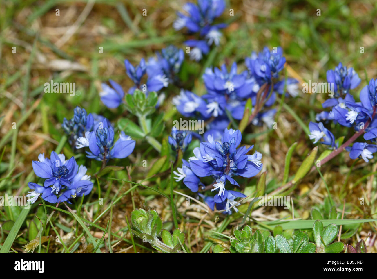 Milkwort polygala vulgaris hi-res stock photography and images - Alamy