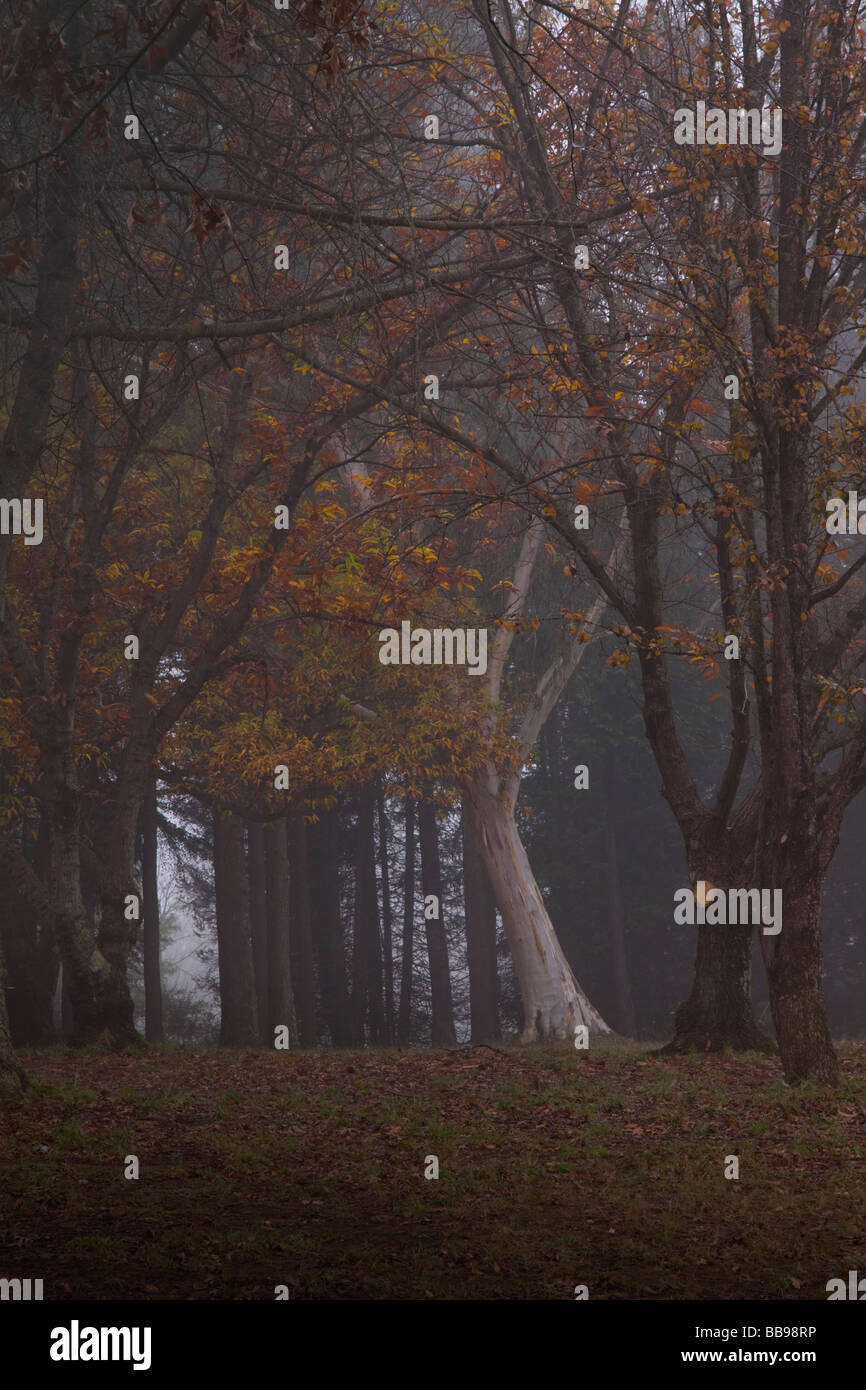 Promonient Tree Prominent tree in misty forest Stock Photo - Alamy